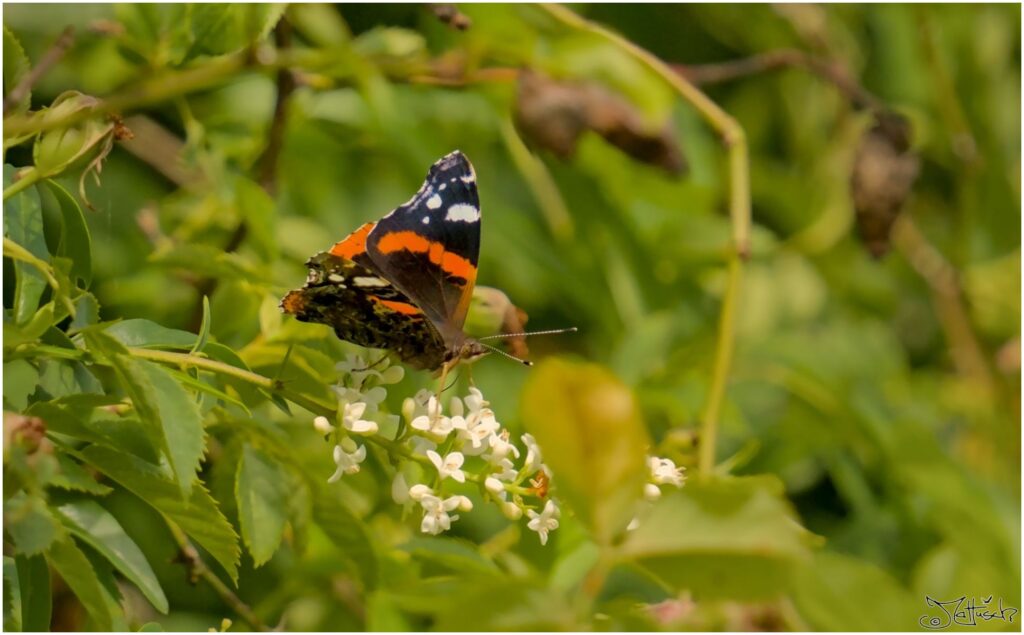 Admiral. Rot-schwarzer Schmetterling sitzt auf weißen Blüten