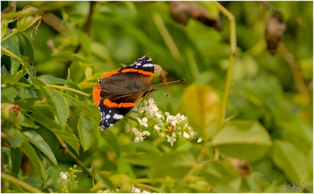 Admiral. Rot-schwarzer Schmetterling sitzt auf weißen Blüten