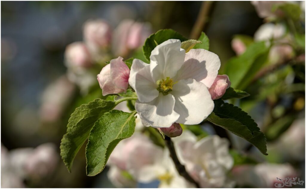 Apfelblüte. Weiß-rosa Blüten in Draufsicht