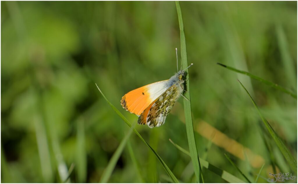 Aurorafalter. Orange-weißer Schmetterling sitzt auf Grashalm