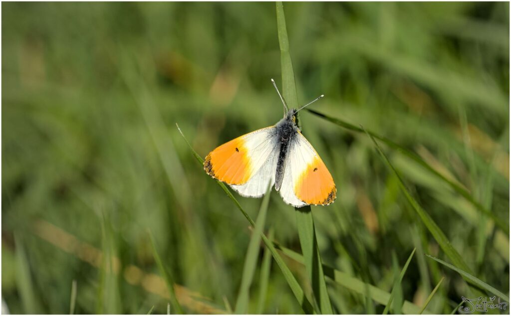 Aurorafalter. Orange-weißer Schmetterling sitzt auf Grashalm