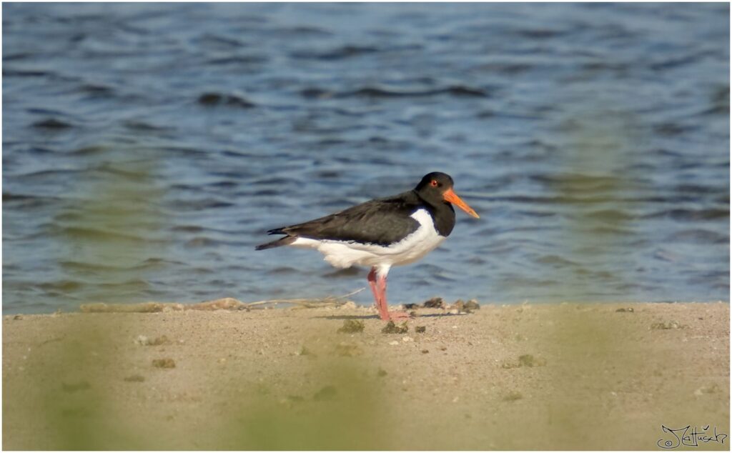 Austernfischer. Schwarz-weißer Vogel mit roten Augen sitzt am Elbstrand