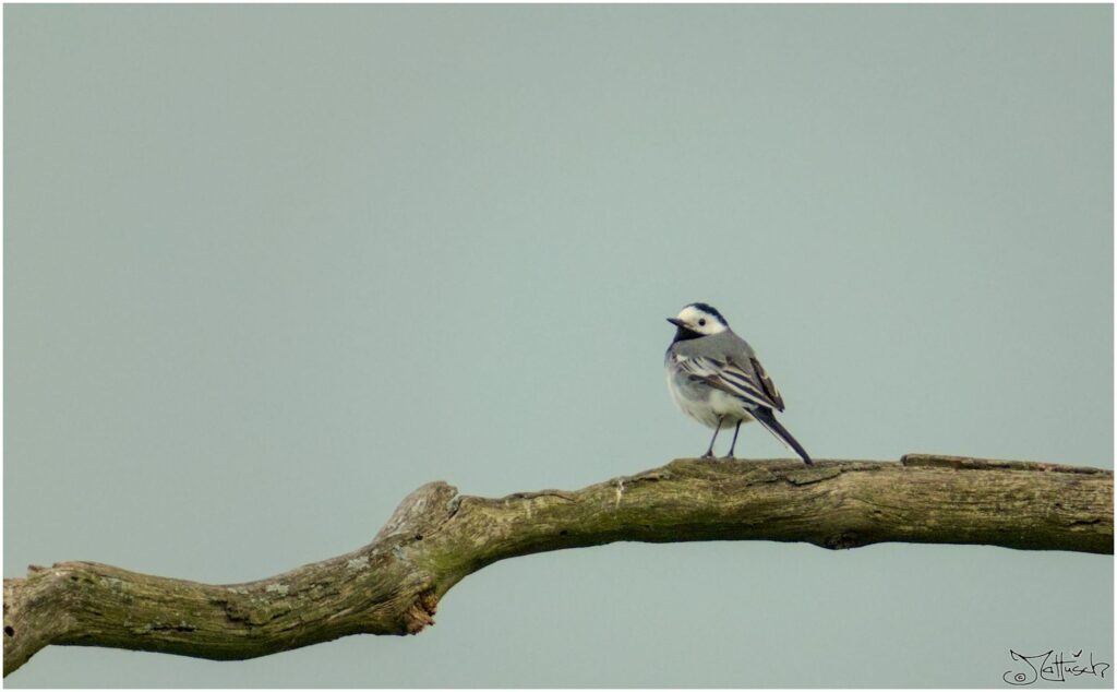 Bachstelze. Kleiner schwarz-grau-weißer Vogel aufgeplustert auf Ast