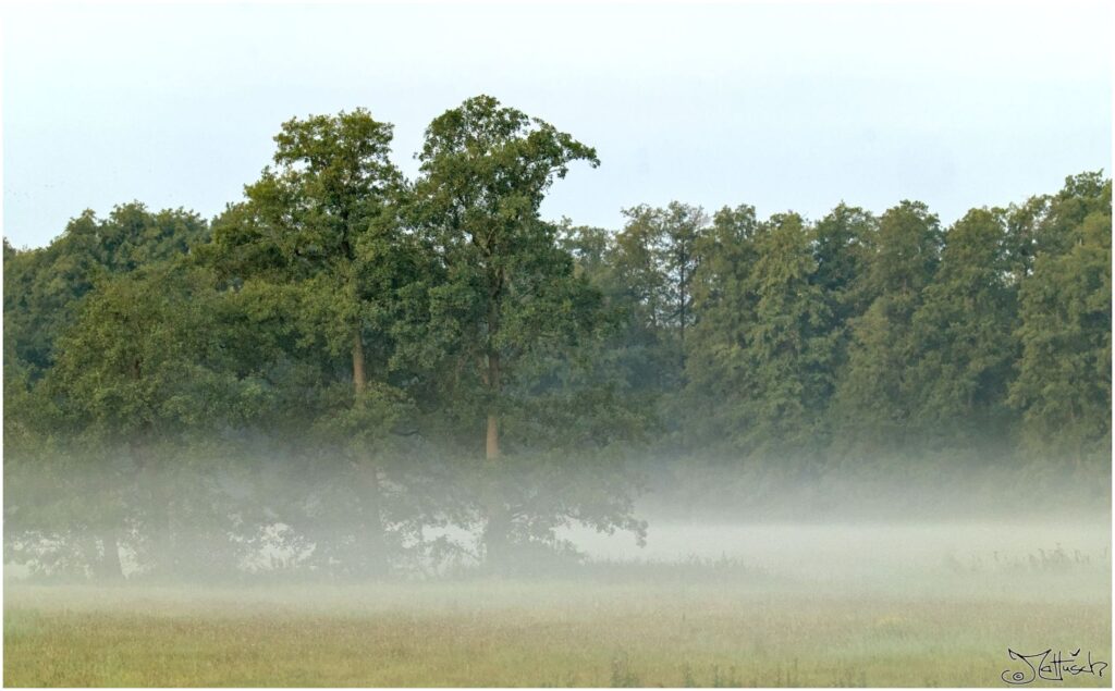 Bäume auf Wiesen im Morgennebel