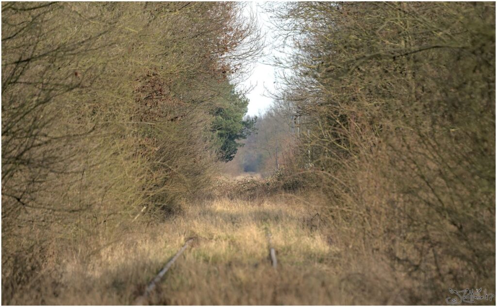 Von wilden Rosen überwucherte Bahnschienen