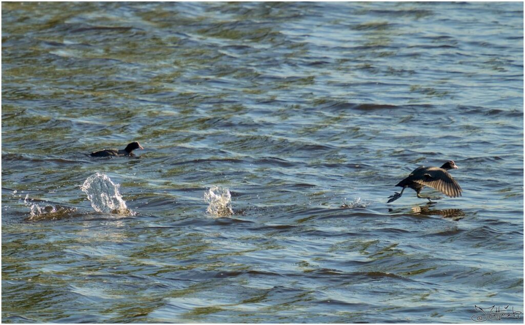 Blässhühner. Kleine schwarze Vögel. Einer schwimmt, der andere rennt übers Wasser