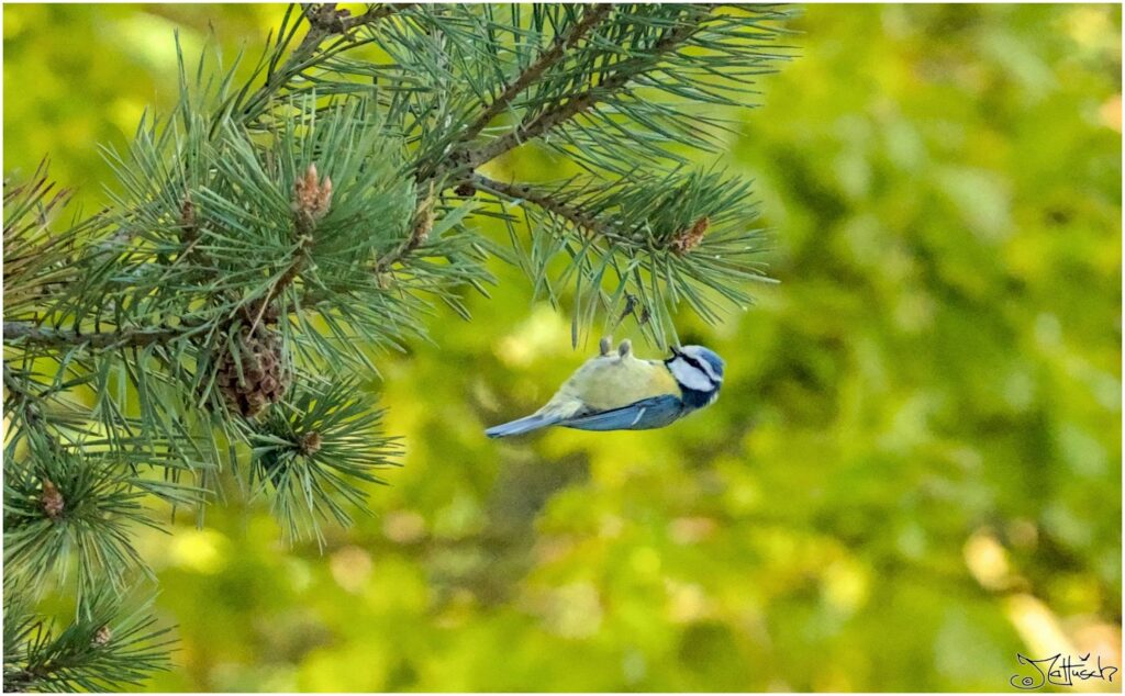 Blaumeise. Kleiner weiß-gelb-blauer Vogel hängt kopfüber an Kiefernnadeln