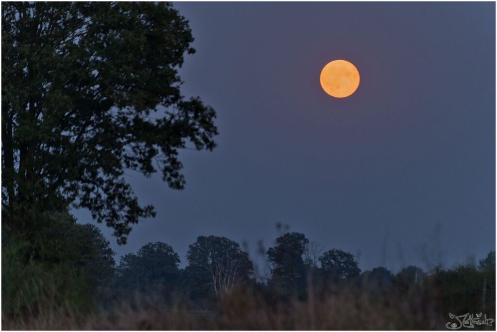 Blutmond über Bäumen