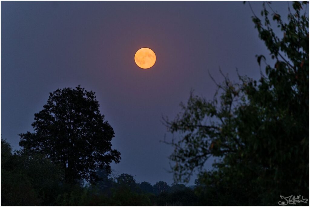 Blutmond zwischen Bäumen