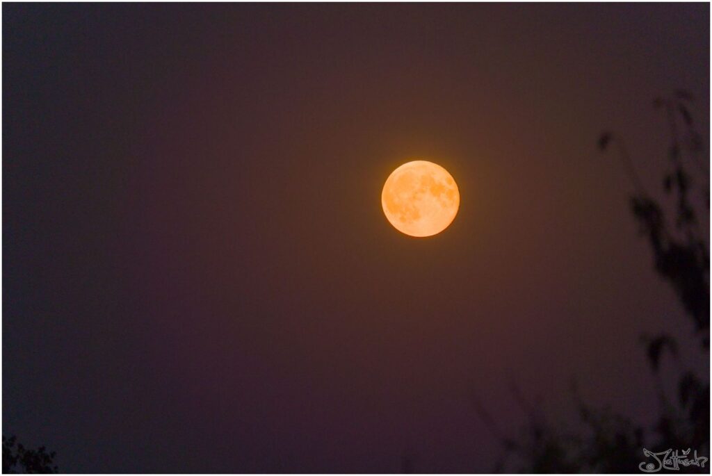 Blutmond über Bäumen