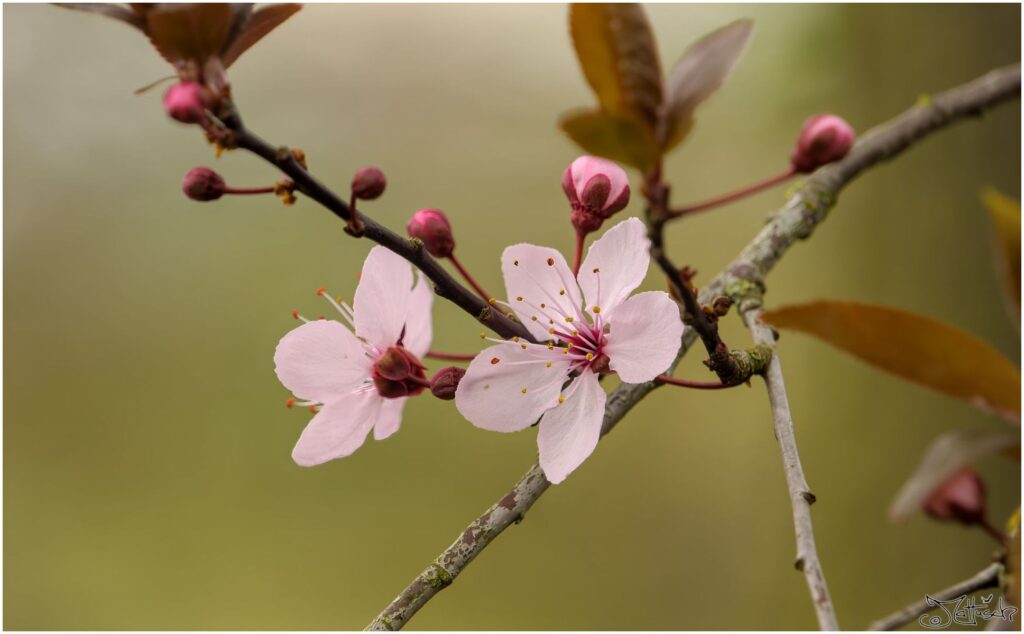 Blutpflaume. Rosa Blüten im Halbprofil