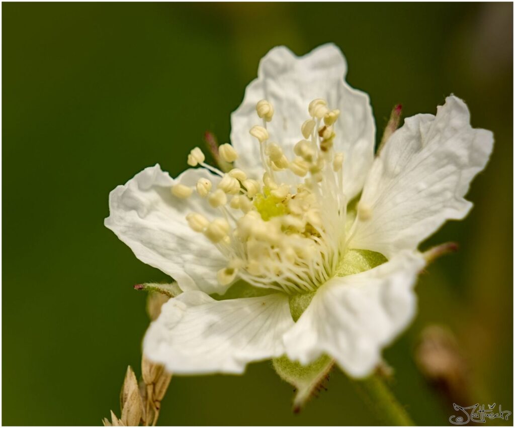 Brombeere. Weisse Blüte im Halbprofil