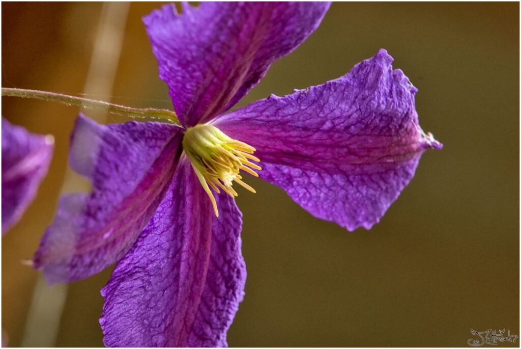 Clematis. Violette Blüte Halbprofil