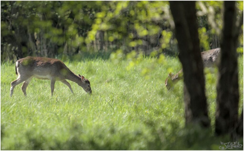 Damwild. Zwei Damwild auf Wiese