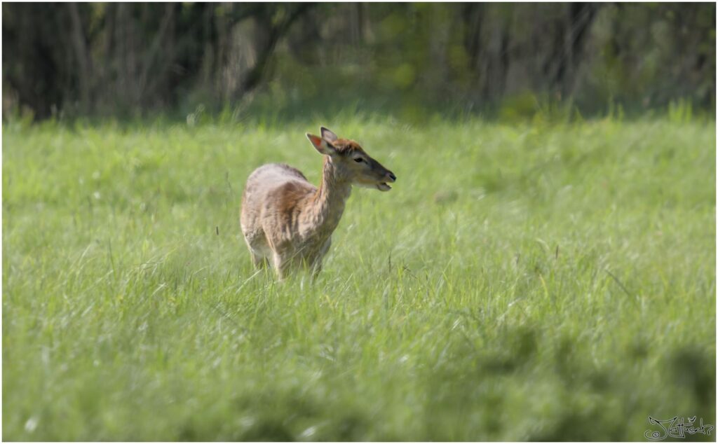 Damwild. Damwild auf Wiese