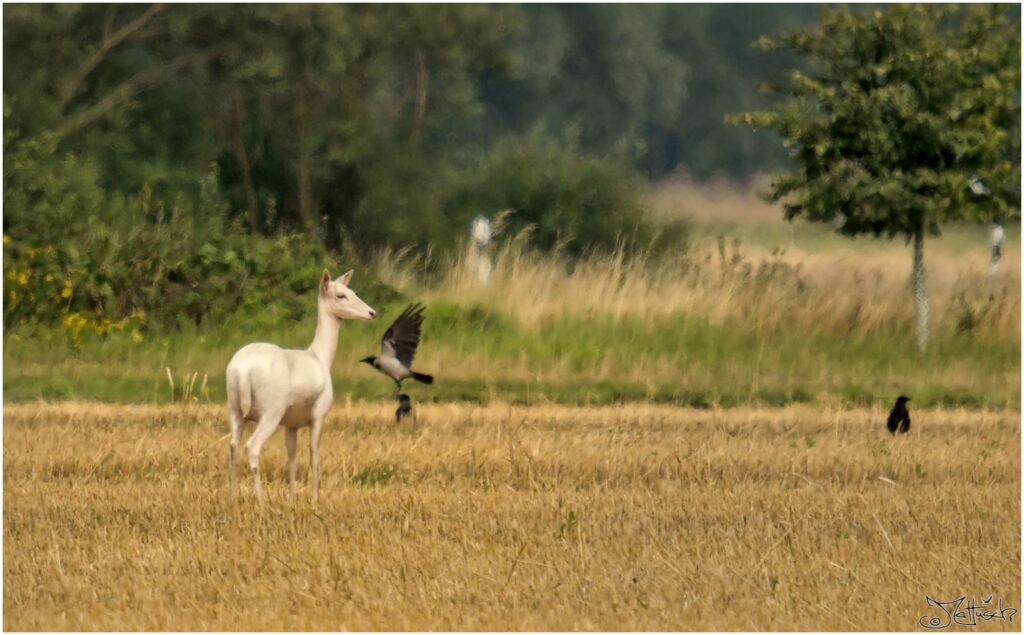 Damwild. Weißes Damwild auf frisch geerntetem Feld