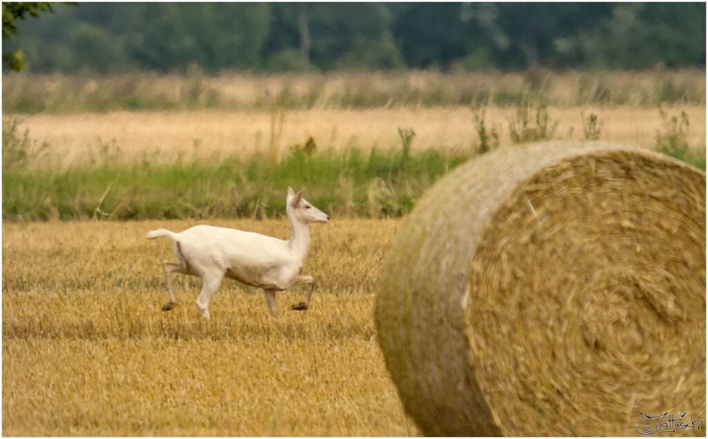 Damwild. Weißes Damwild auf frisch geerntetem Feld