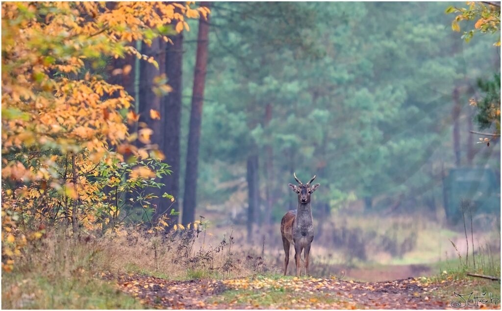 Damwild. Damildspießer in herbstlichem Wald