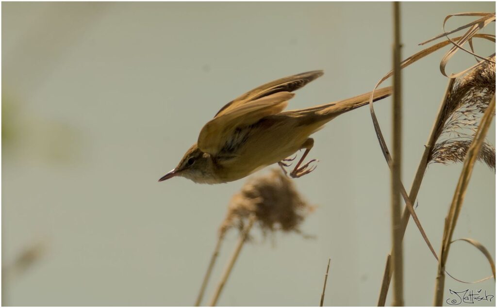 Drosselrohrsänger. Kleiner braun-schwarzer Vogel fliegt durchs Schilf