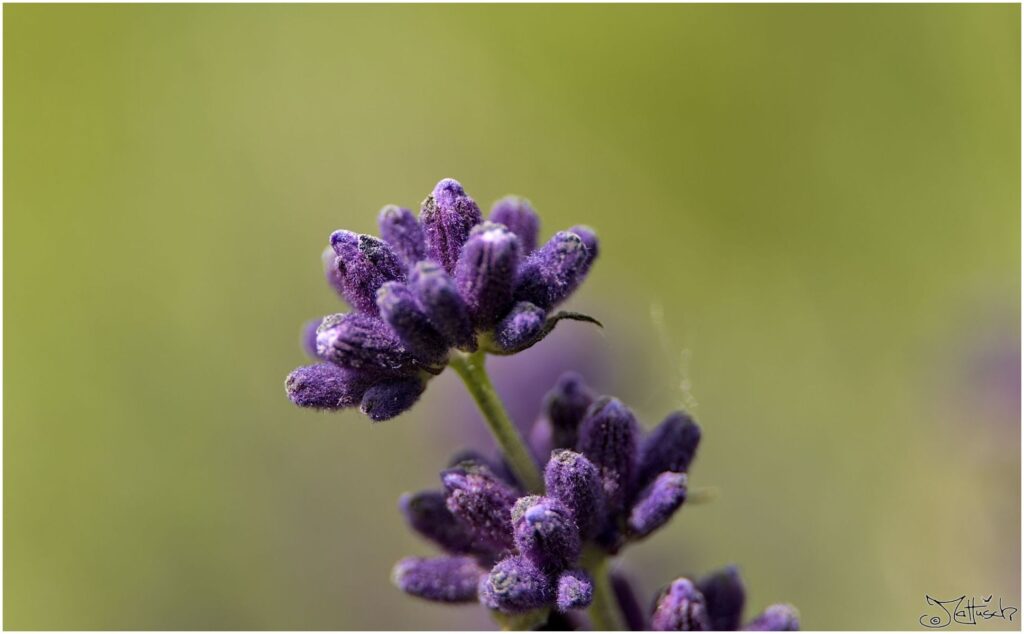 Echter Lavendel. Violette kleine Blüten in Seitenansicht