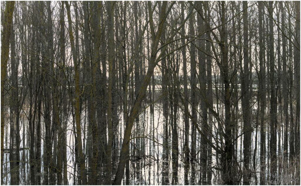 Kleines überflutetes Wäldchen mit im Wasser reflektierenden Bäumen