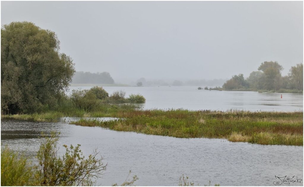 Elbhochwasser an einem verregneten Tag