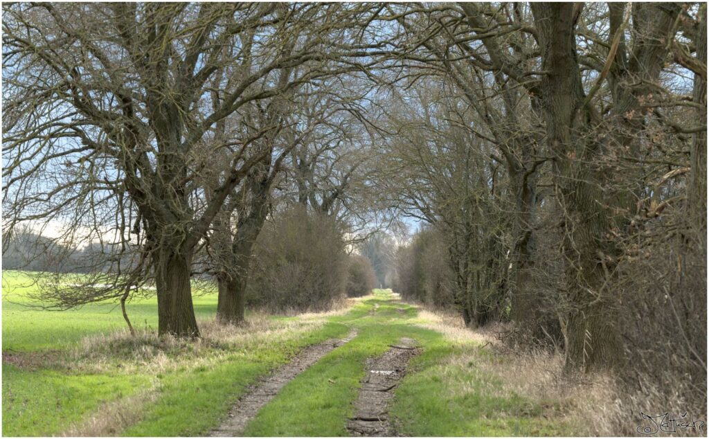 Feldweg mit Bäumen