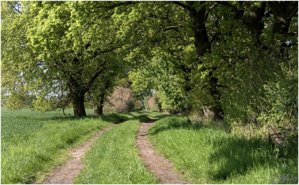 Feldweg mit Bäumen