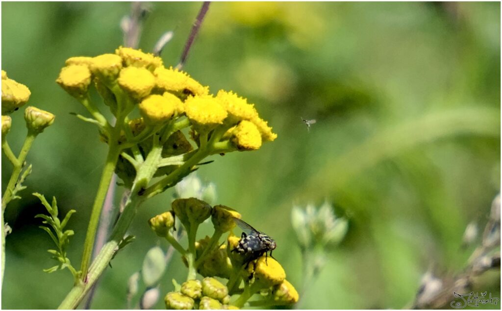 Große Fliege und kleines Insekt, das vor gelben Blüten fliegt. Sieht aus wie eine kleine Fee