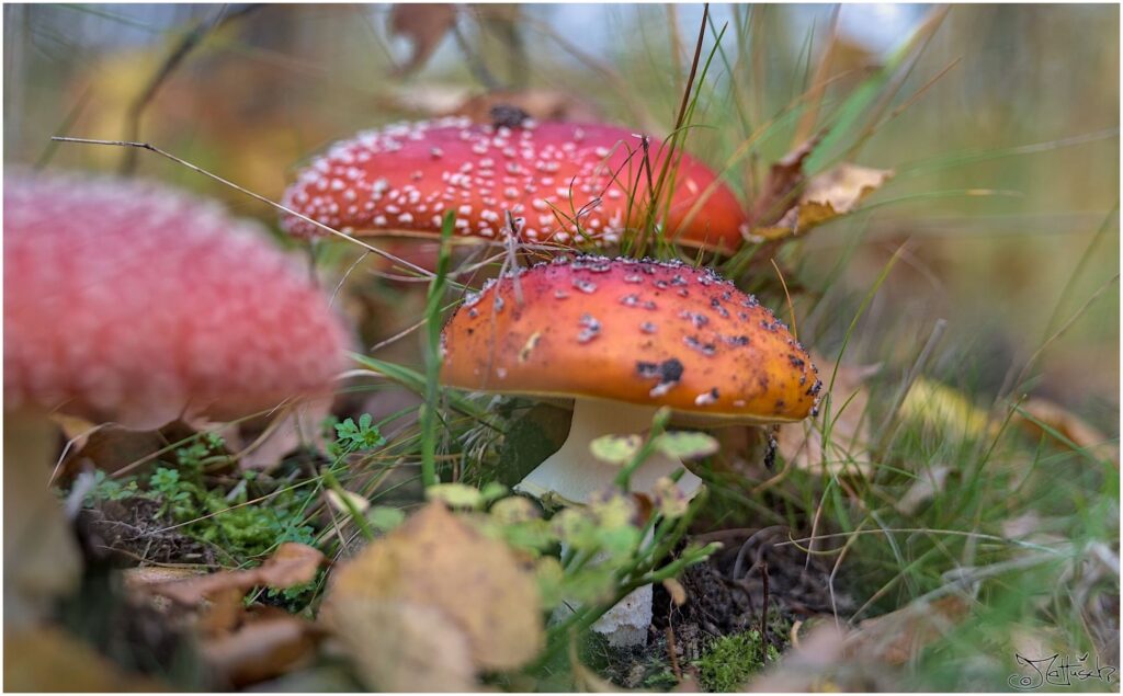 Fliegenpilze auf Waldboden Seitenansicht