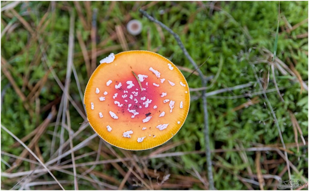 Fliegenpilz auf Waldboden Draufsicht