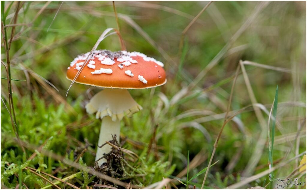 Fliegenpilz auf Waldboden Seitenansicht