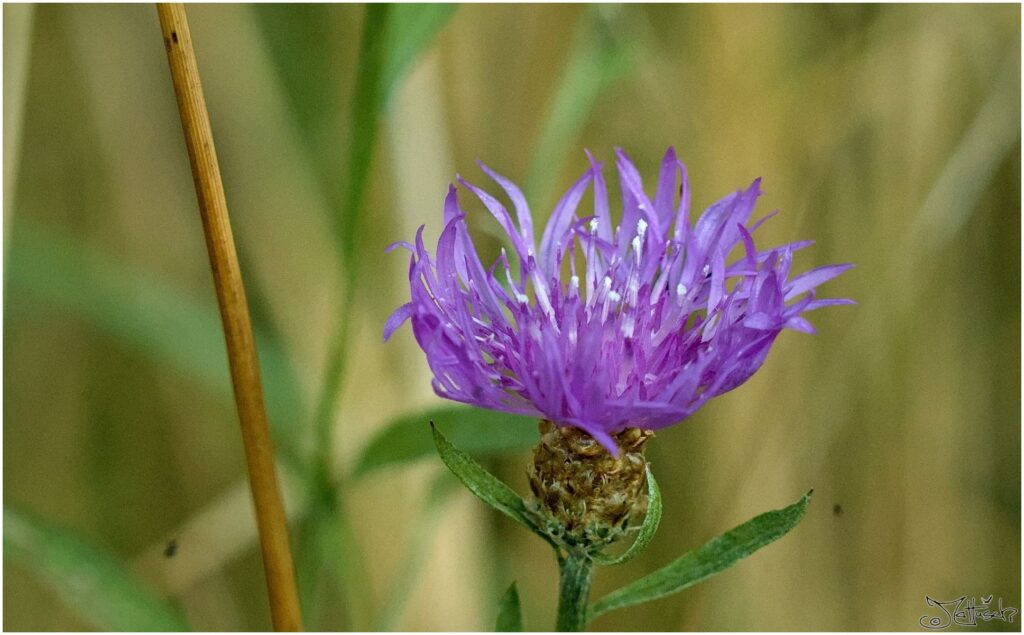 Flockenblume. Violette Blüte in Wiese