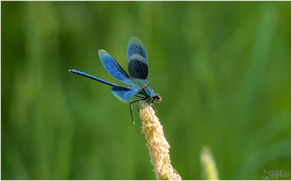 Gebänderte Prachtlibelle. Blaue Libelle sitzt auf blühendem Grashalm