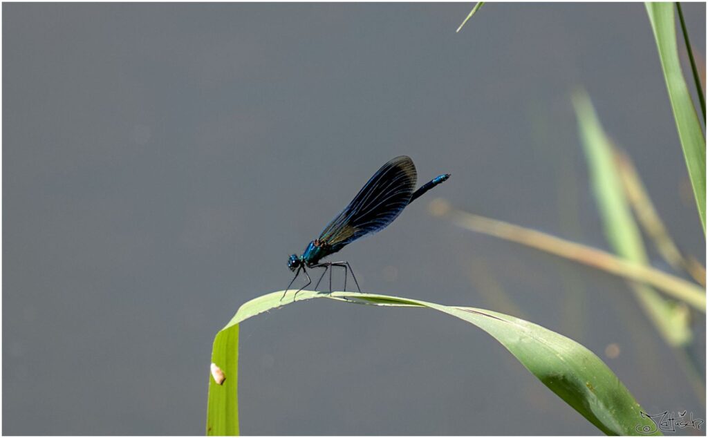 Gebänderte Prachtlibelle. Blaue Libelle sitzt auf Schilfblatt über einem Ei