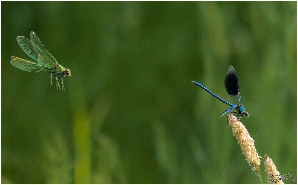 Gebänderte Prachtlibellen. Blaue Libelle sitzt auf blühendem Grashalm während sich eine grüne Libelle von hinten nähert