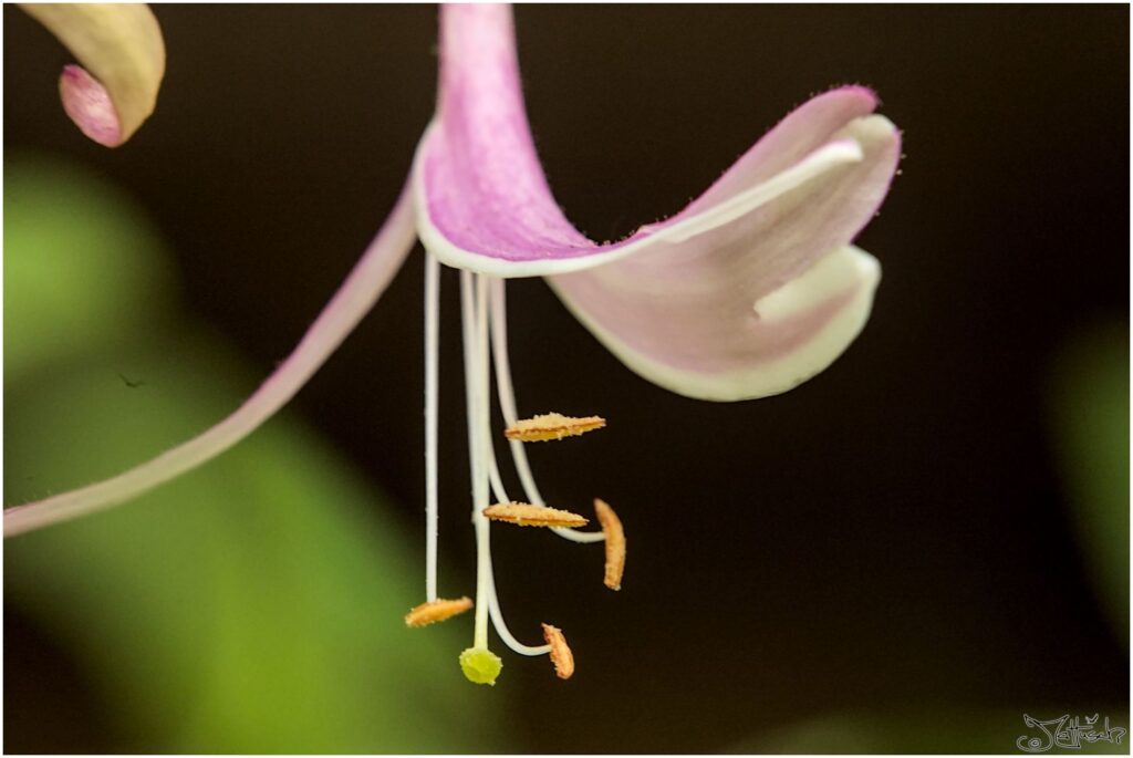 Geißblatt. Rosa-weiße Blüte Seitenansicht