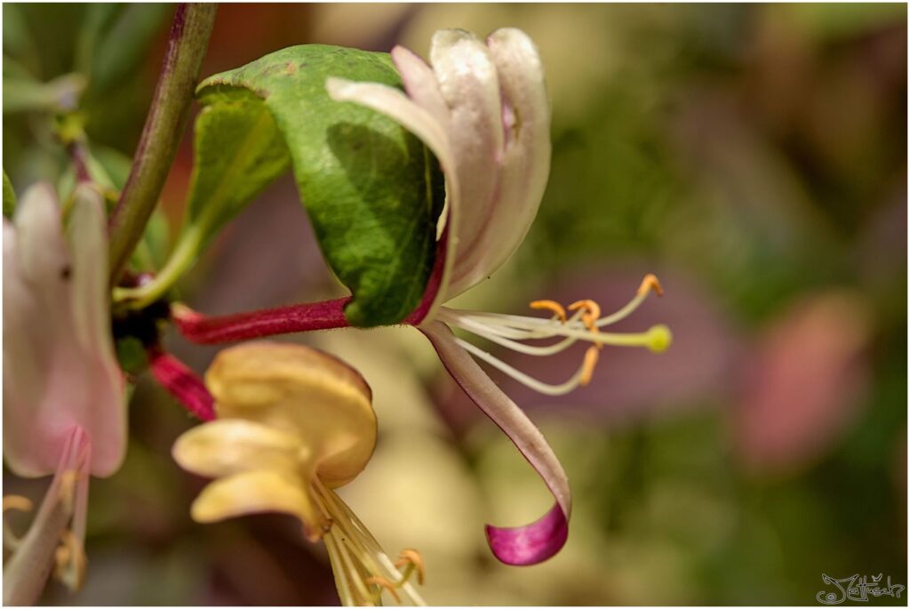 Geißblatt. Rotweiße Blüte in Seitenansicht.