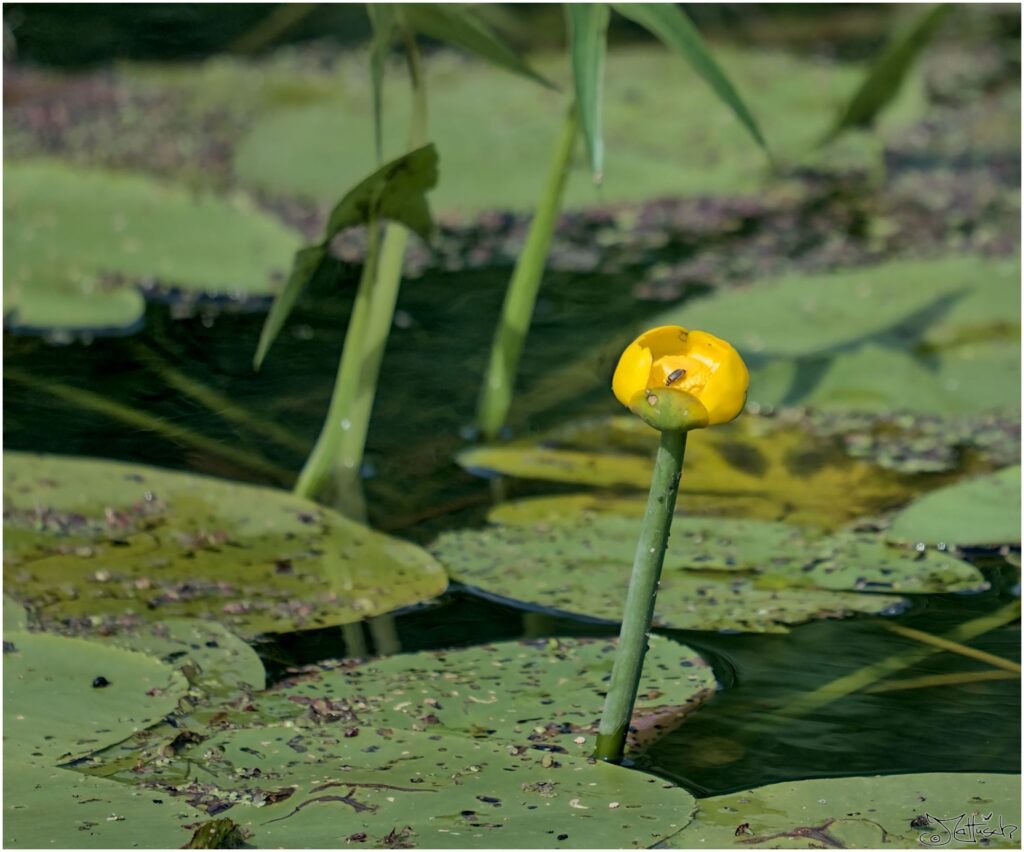 Gelbe Teichrose. Gelbe Blüte mit schwimmenden runden Blättern. Silberner Käfer in Blüte.