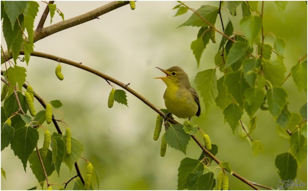 Gelbspötter. Kleiner gelb-brauner Vogel sitzt auf Ast und singt