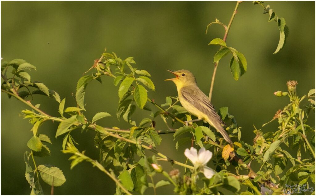 Gelbspötter. Kleiner gelb-brauner Vogel sitzt auf Ast und singt