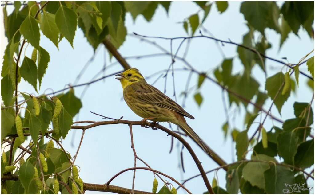 Goldammer. Kleiner gelber Vogel sitzt auf Ast und singt