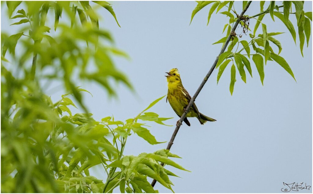 Goldammer. Kleiner gelber Vogel sitzt singend in Baum