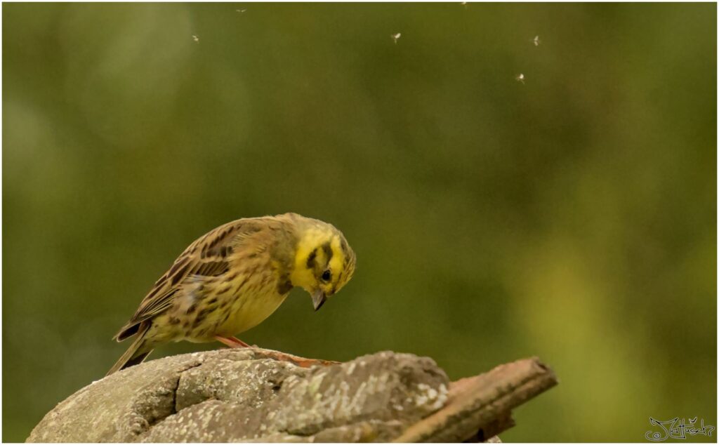 Goldammer. Kleiner gelber Vogel sitzt auf Dach umkreist von Mücken