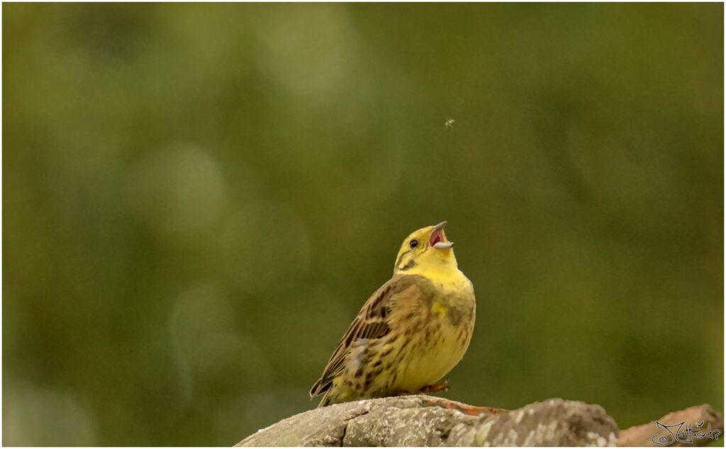 Goldammer. Kleiner gelber Vogel sitzt auf Dach umkreist von Mücken