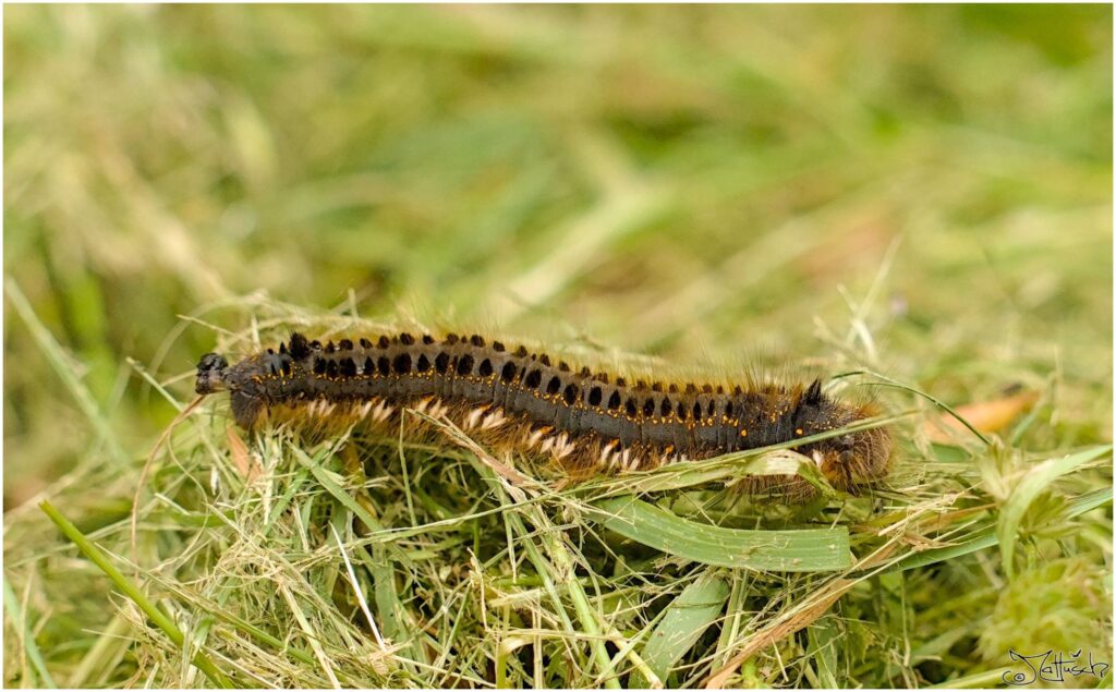 Grasgluckenraupe. Graue Raupe mit schwarzen und gelben Punkten geht über Gras