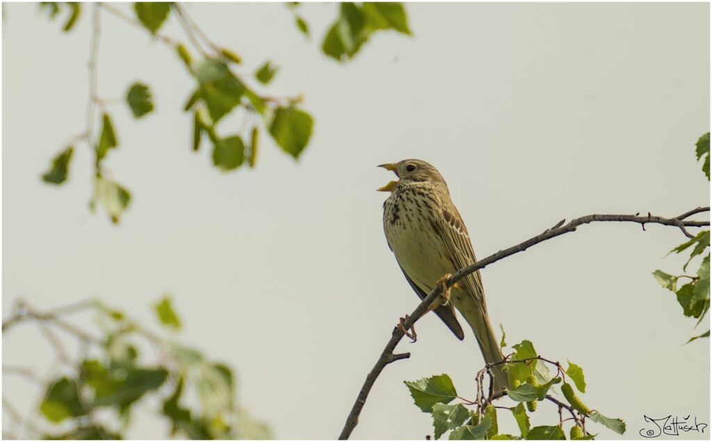 Grauammer. Kleiner grau-brauner Vogel sitzt auf Ast und singt