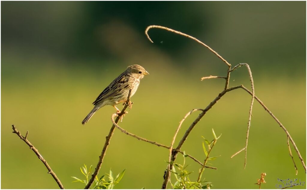 Grauammer. Kleiner grau-brauner Vogel sitzt auf Ast