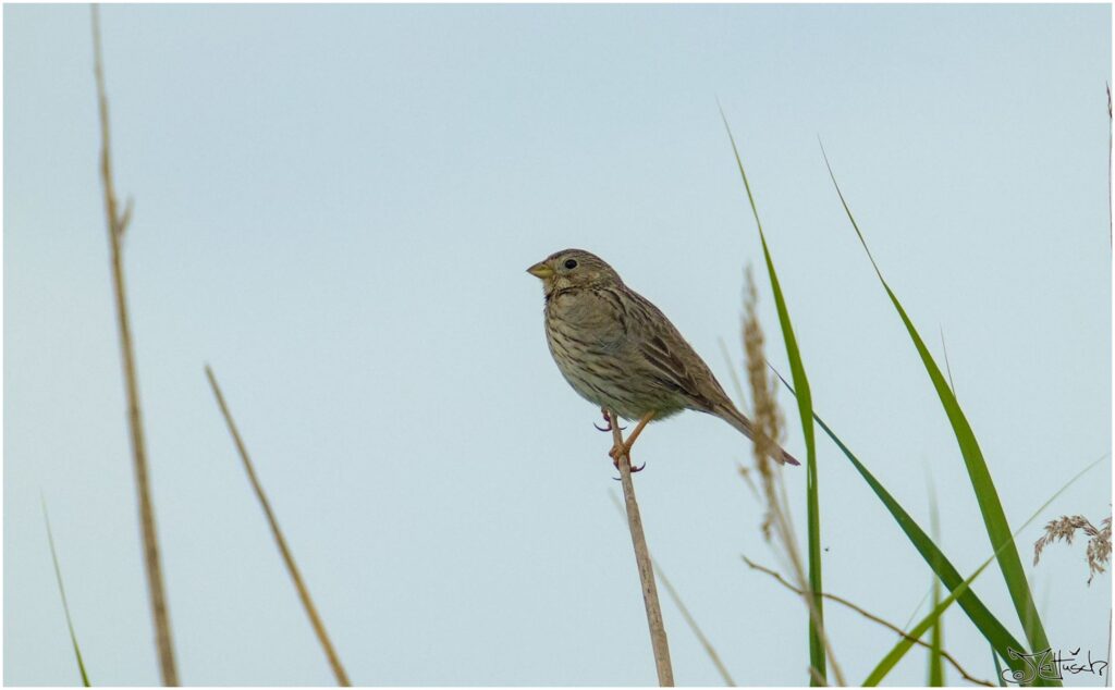 Grauammer. Kleiner grauer Vogel sitzt auf Schilfrohr