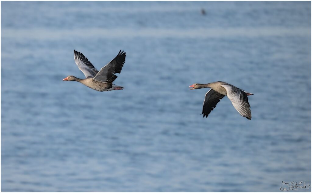 Graugänse. Zwei große graue Vögel fliegen hintereinander über See